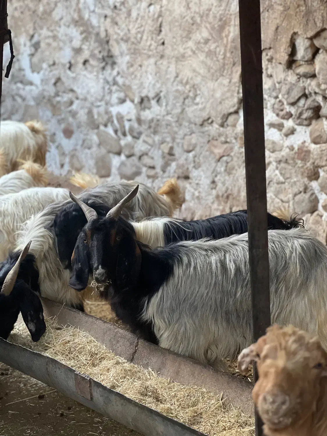 بز غاله|حیوانات مزرعه|کازرون, |دیوار