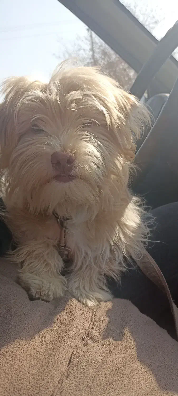 واگذاری شینزو|سگ|یزد, |دیوار