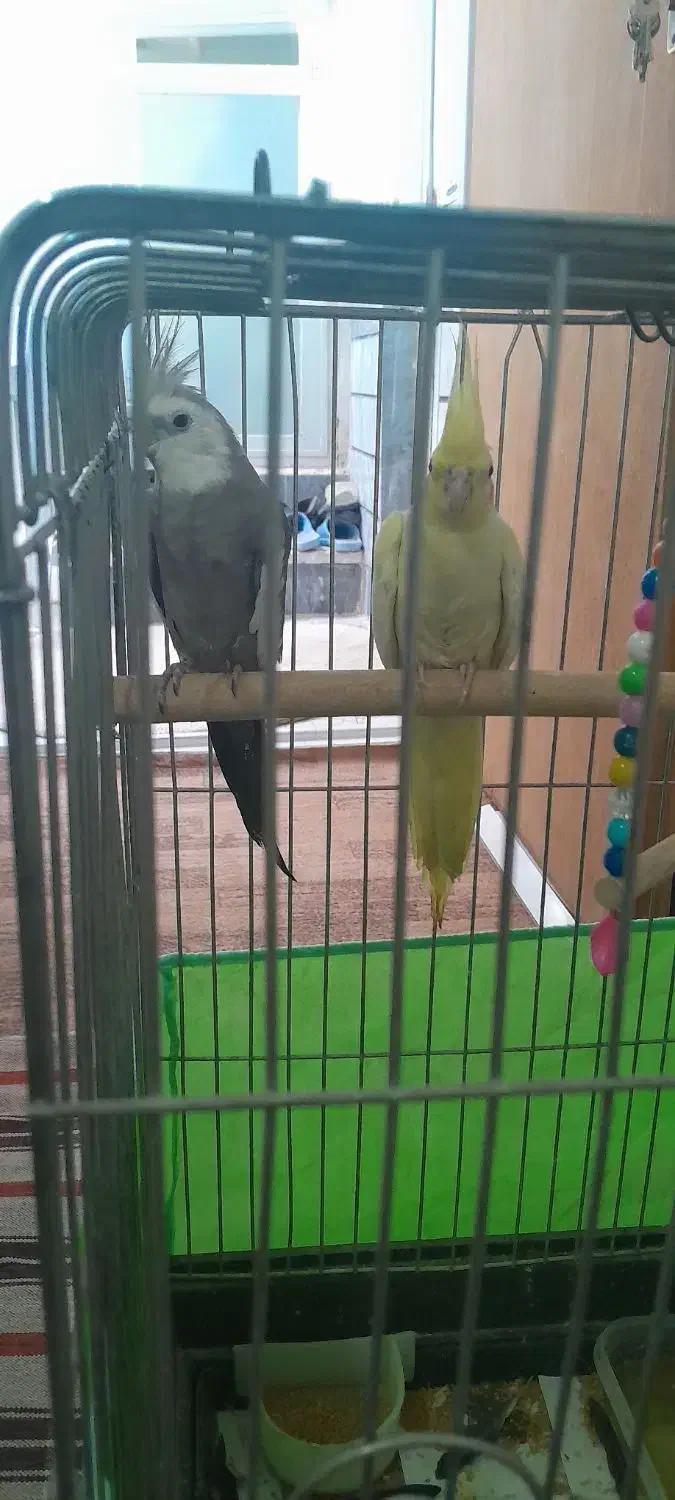 عروس هلندی نر وایت فیس ماده لوتینو|پرنده|اقبالیه, |دیوار