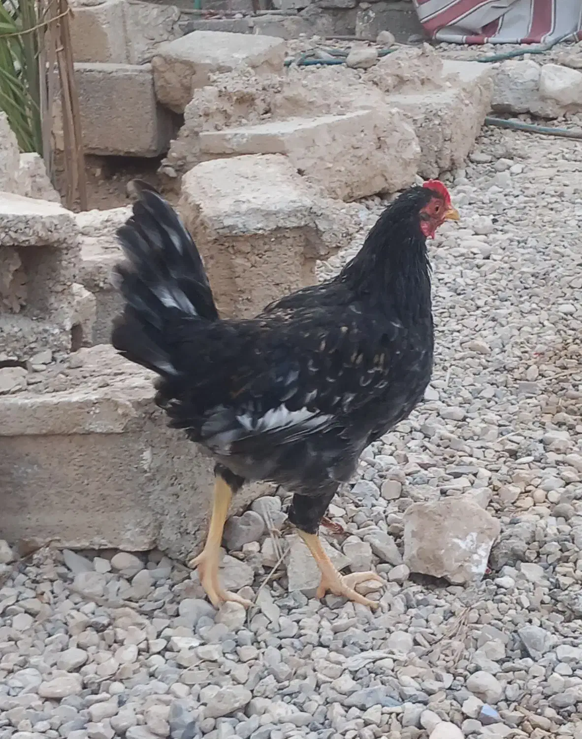 فروش خروس ومرغ محلی|حیوانات مزرعه|خورموج, |دیوار