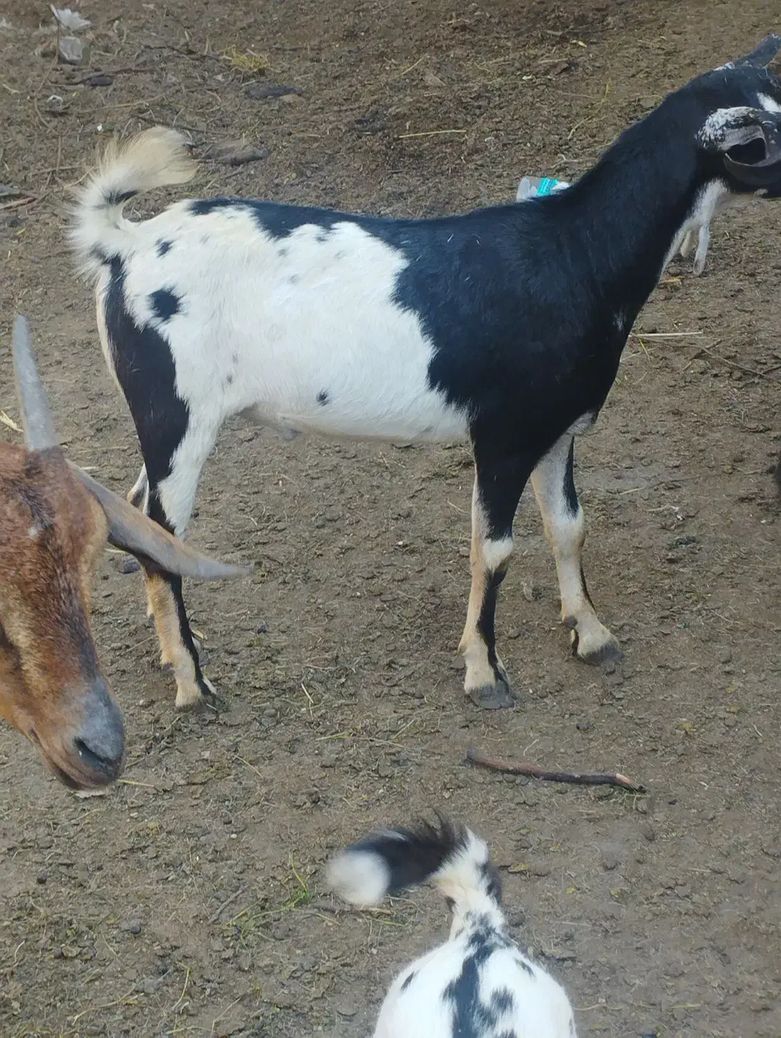 نری گوشتی|حیوانات مزرعه|قشم, |دیوار