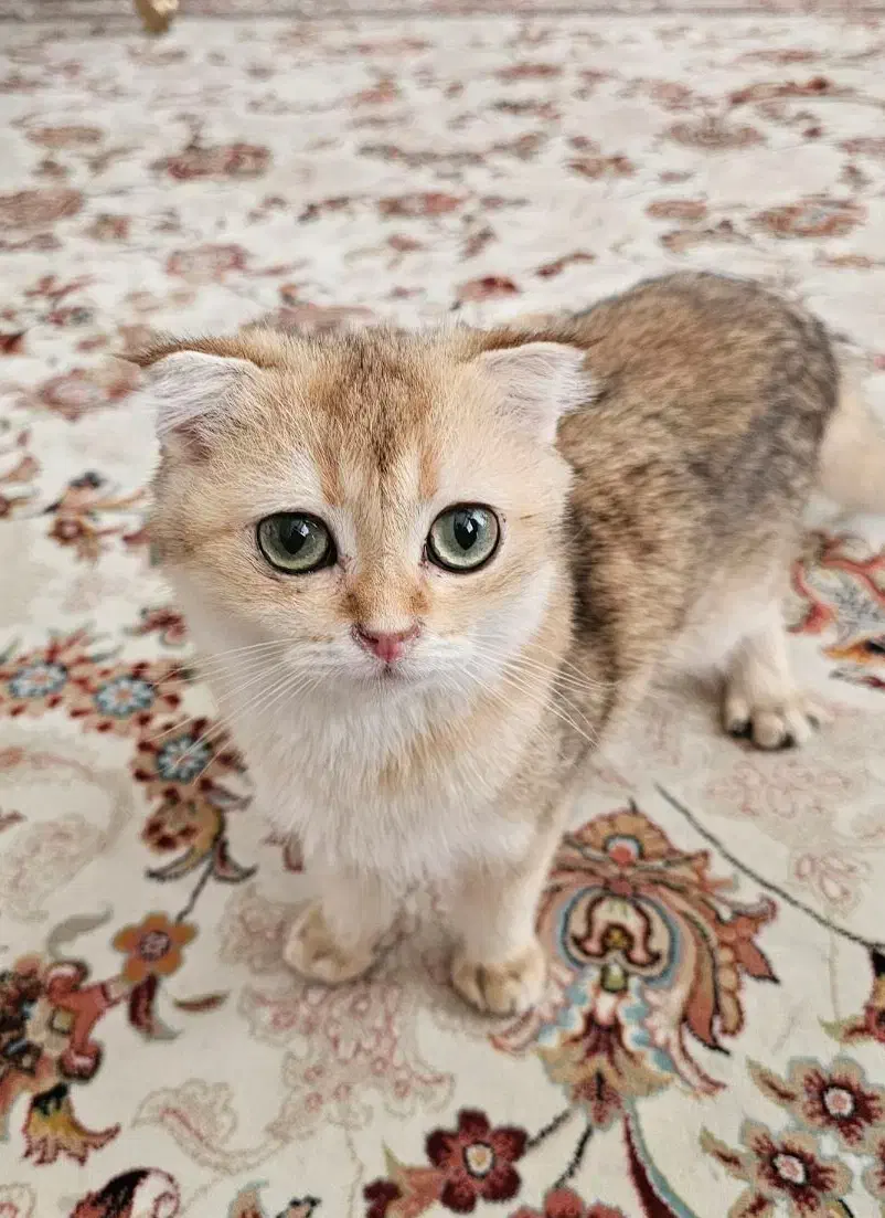 گربه اسکاتیش گلد ny12|گربه|مشهد, جاهد شهر|دیوار