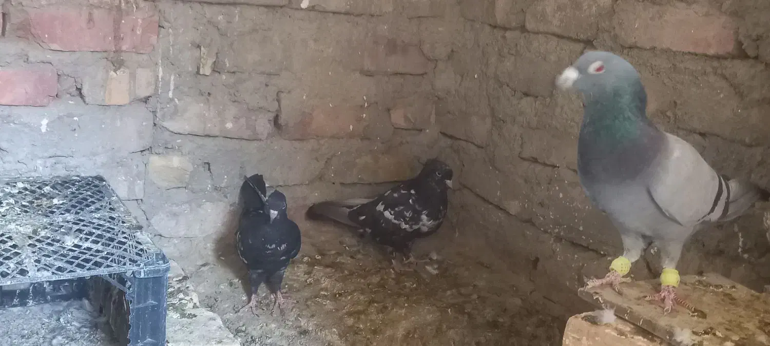 چندعددکفترنسل داروخوب بفروش میرسد|پرنده|سراوان, |دیوار