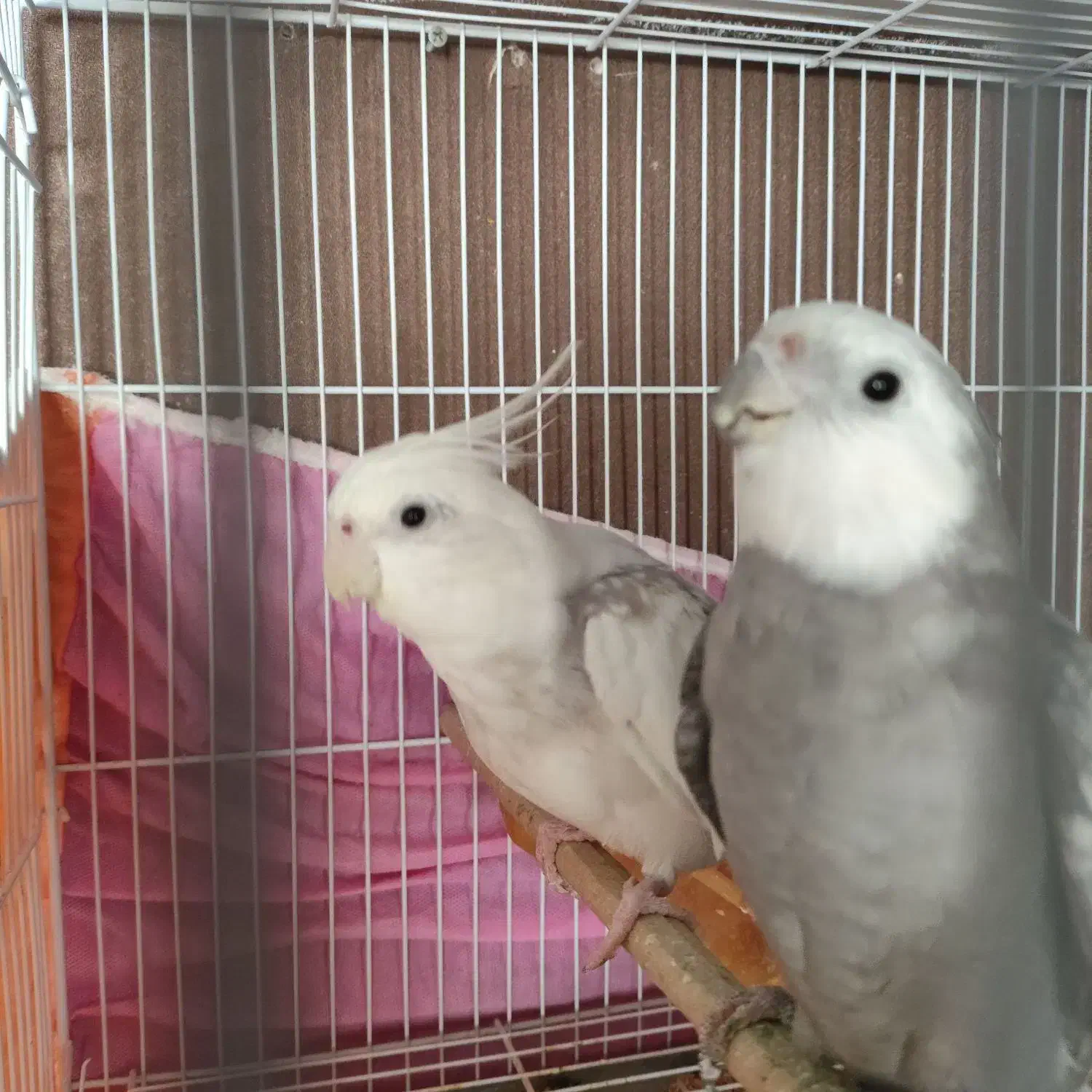 عروس هلندی دوکت و وایت فیس مولد|پرنده|مشهد, چهارچشمه|دیوار