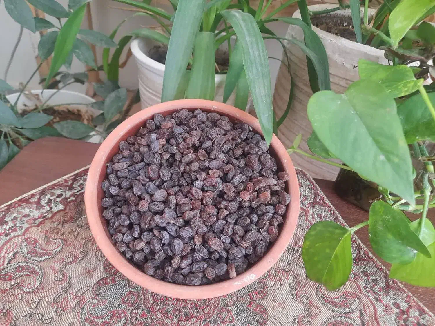 کشمش بیدانه تاکستان|خوردنی و آشامیدنی|تهران, تهرانسر شرقی|دیوار