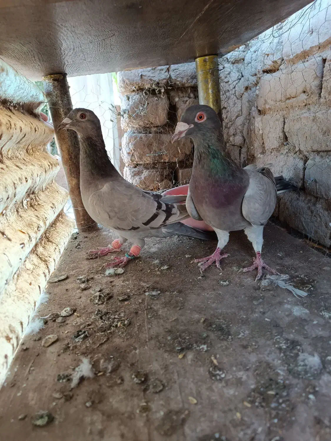 کبوترجفتی پرشی|پرنده|اقبالیه, |دیوار