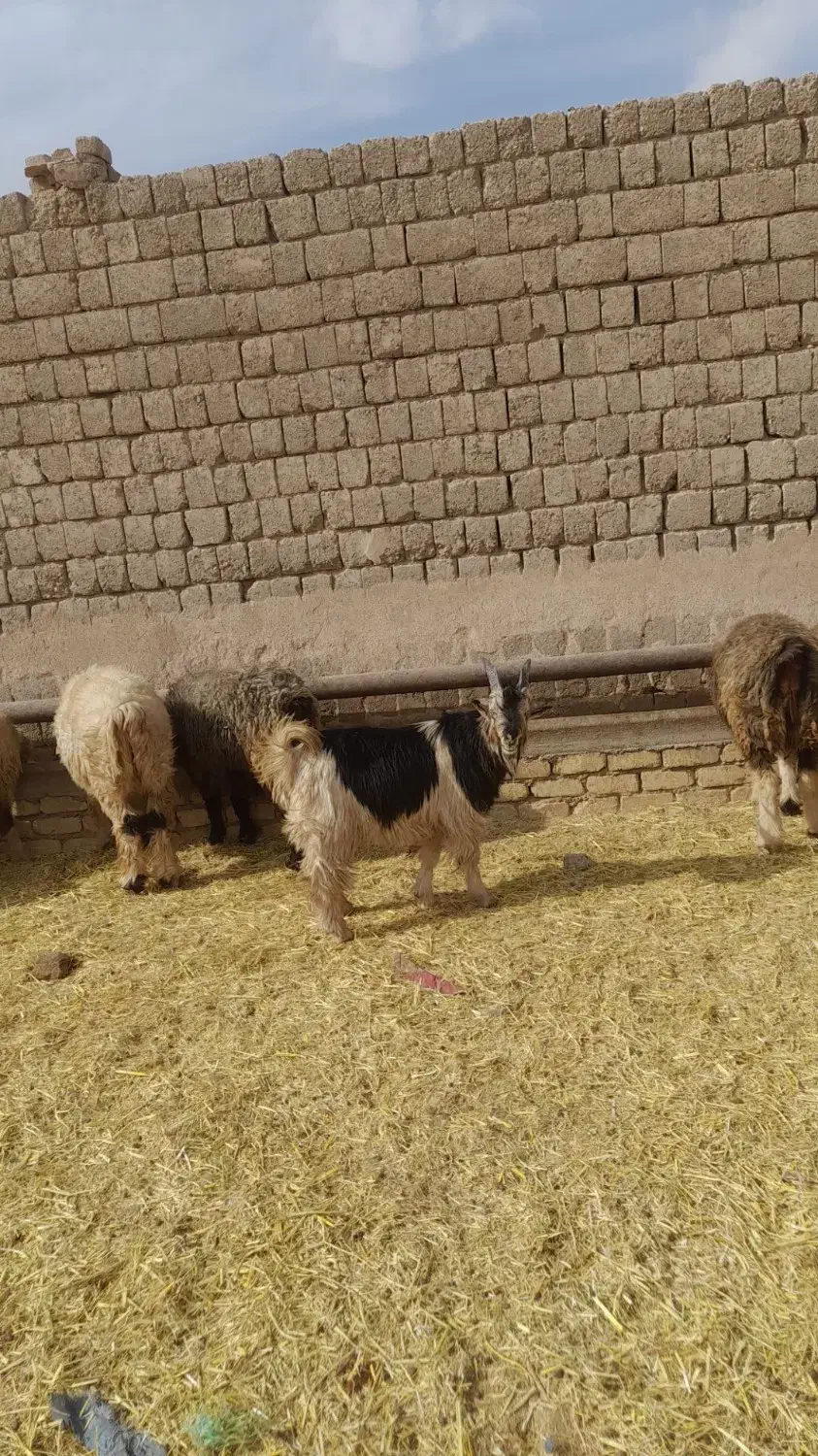 یه رس بیگ تخمی|حیوانات مزرعه|فولادشهر, فولادشهر|دیوار