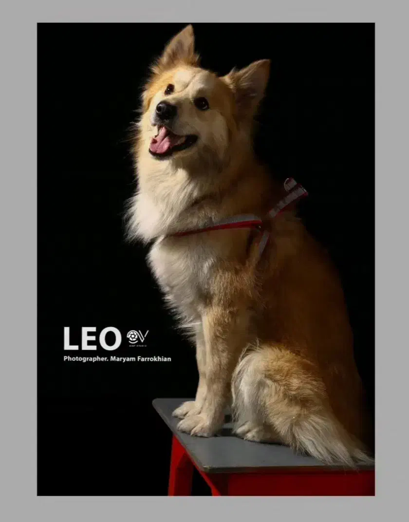 دنبال هاسکی ماده برای جفت گیری|سگ|اصفهان, شهریار|دیوار