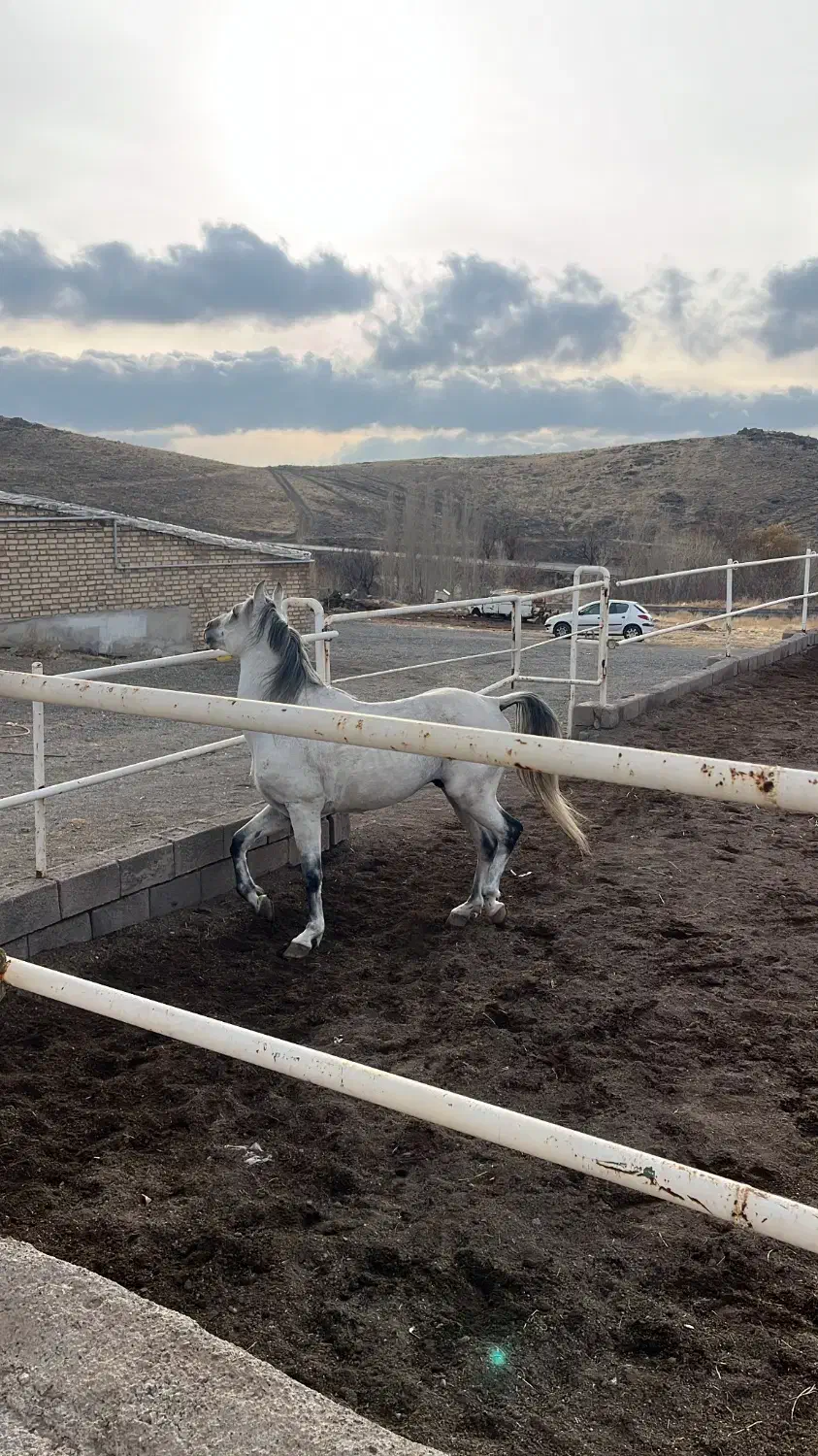 اسب کرد۷ساله|اسب و تجهیزات اسب‌سواری|زنجان, |دیوار