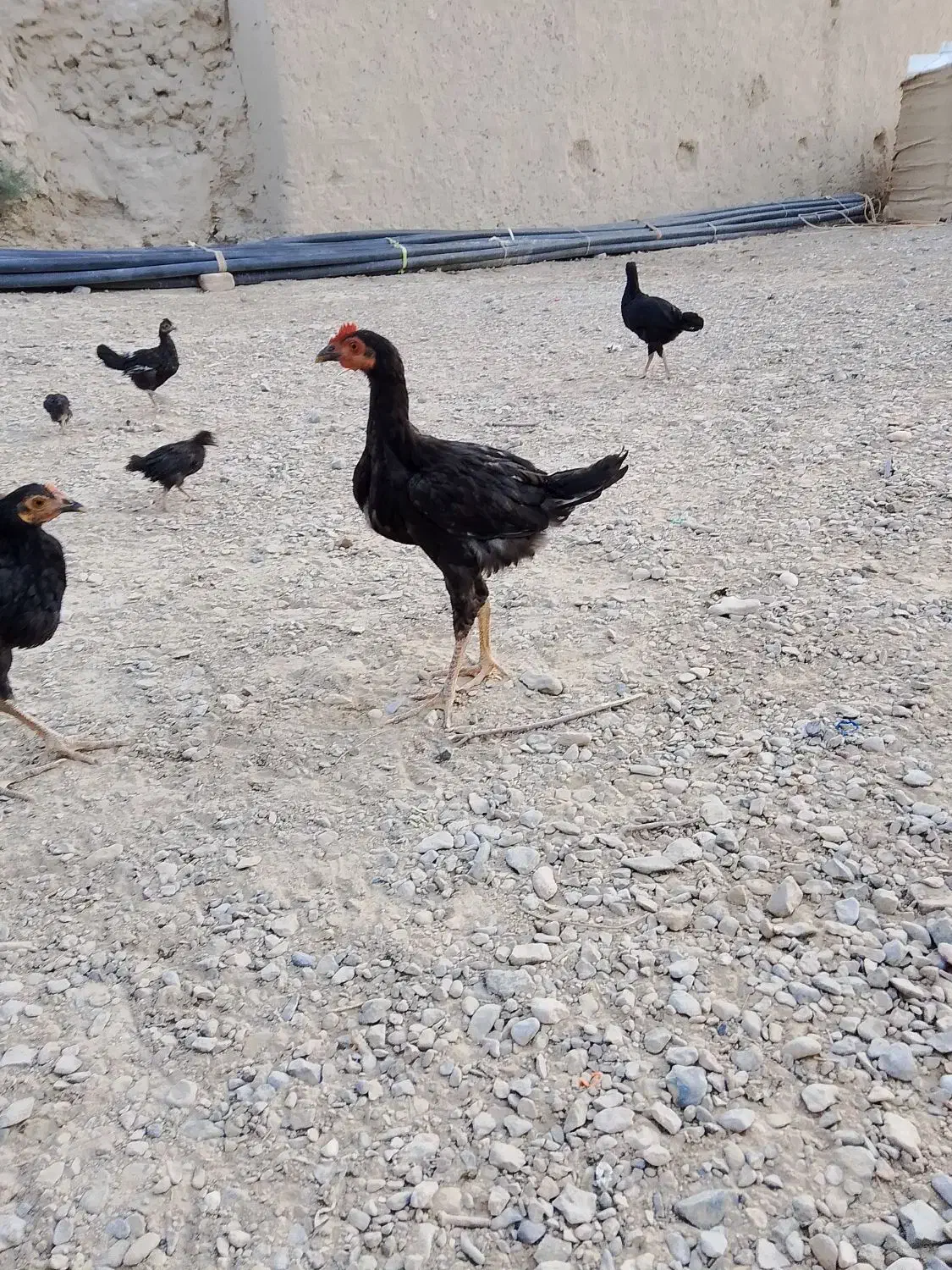 جوجه شوروه ای محلی|حیوانات مزرعه|هیرمند, |دیوار