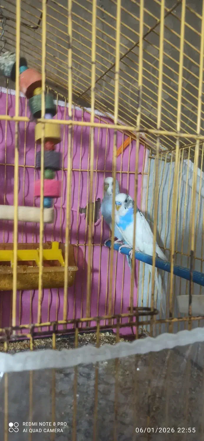 مرغ عشق|پرنده|مشهد, کارمندان دوم|دیوار