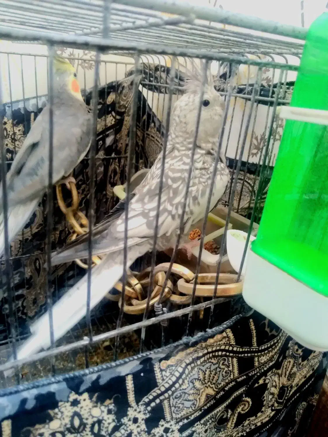 عروس هلندی|پرنده|بروجرد, |دیوار