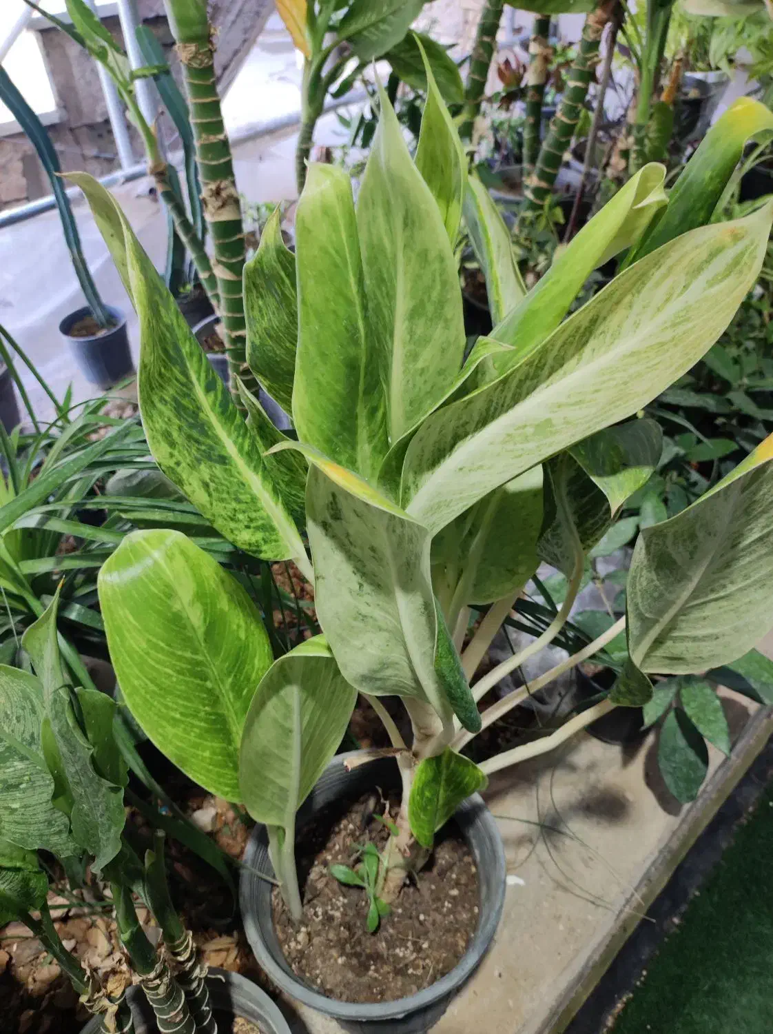 گل های زینتی و آپارتمانی|گل و گیاه طبیعی|لردگان, |دیوار