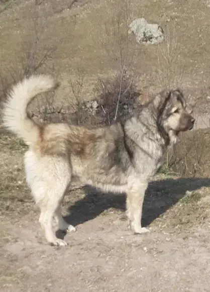 سگ سرابی|سگ|اردبیل, |دیوار