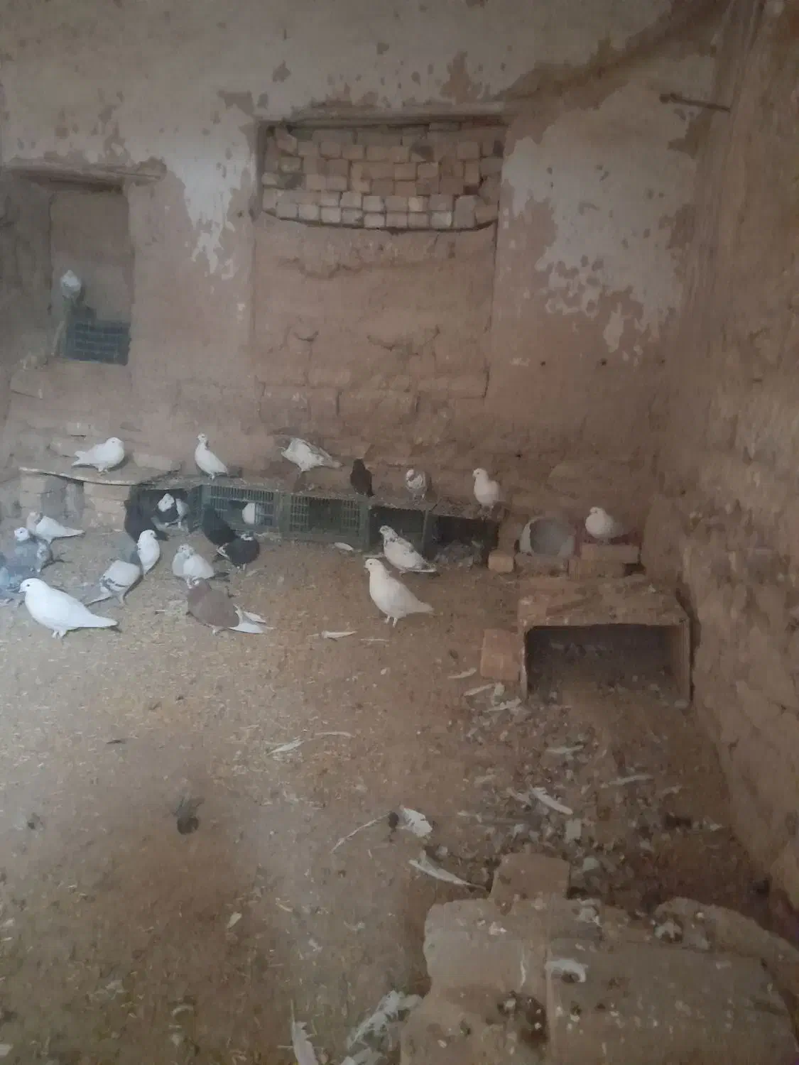 کبوتر|پرنده|بزینه رود, |دیوار