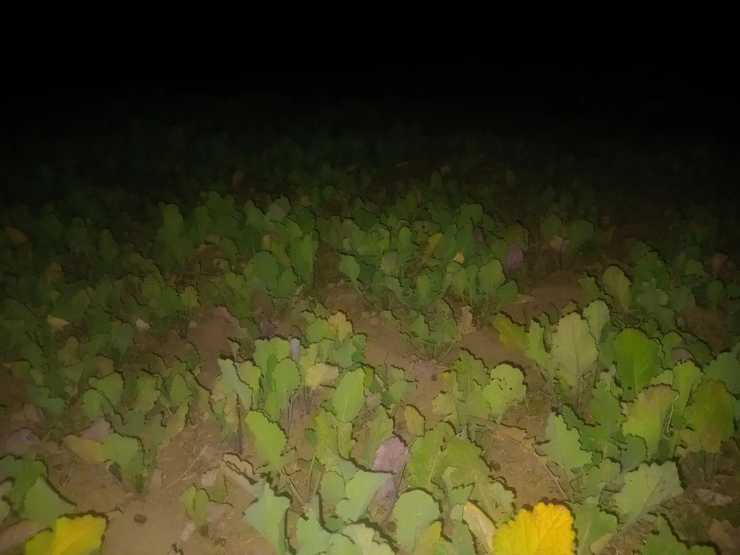 شلغم|خوردنی و آشامیدنی|سربیشه, |دیوار