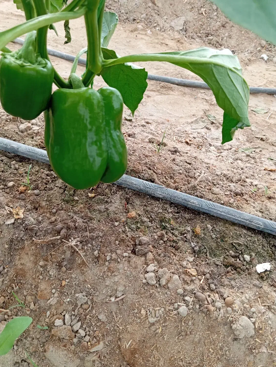 فلفل دلمه شیرین|خوردنی و آشامیدنی|هامون, |دیوار