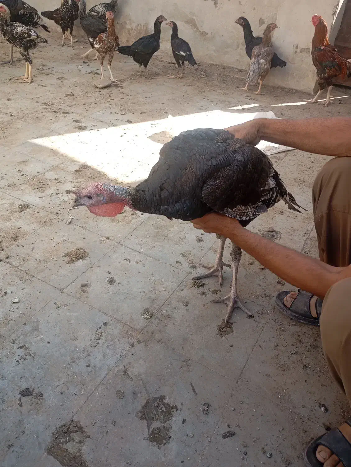 پنچ عدد بوقلمون ودوعدد خرس افغان|حیوانات مزرعه|کهنوج, |دیوار