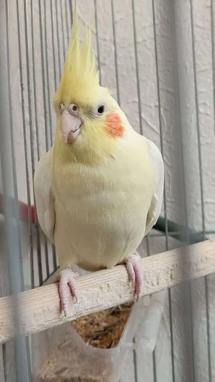 عروس هلندی|پرنده|اصفهان, شهرک کاوه|دیوار