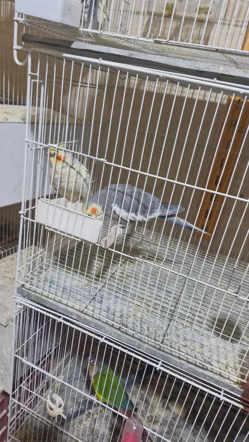 عروس هلندی مولد|پرنده|مشهد, موعود|دیوار