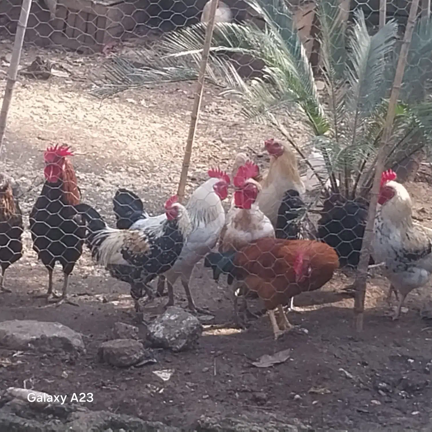 خروس|حیوانات مزرعه|لنگرود, |دیوار