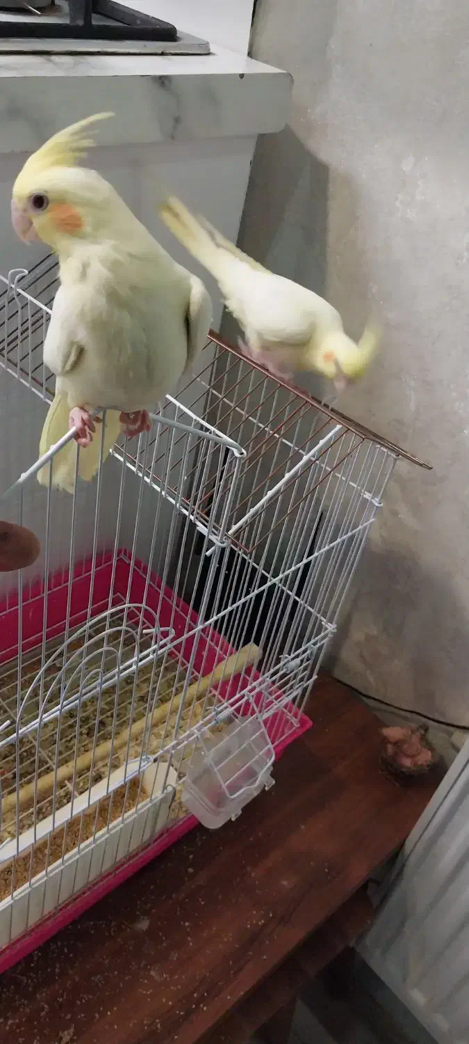 عروس هلندی|پرنده|آبیک, |دیوار