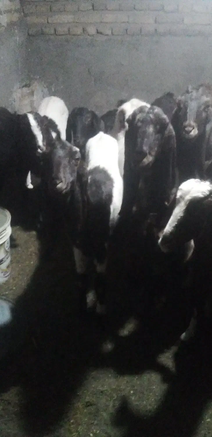 ۱۶عددبز زاییده وابستن|حیوانات مزرعه|تربت‌حیدریه, پائین ولایت|دیوار