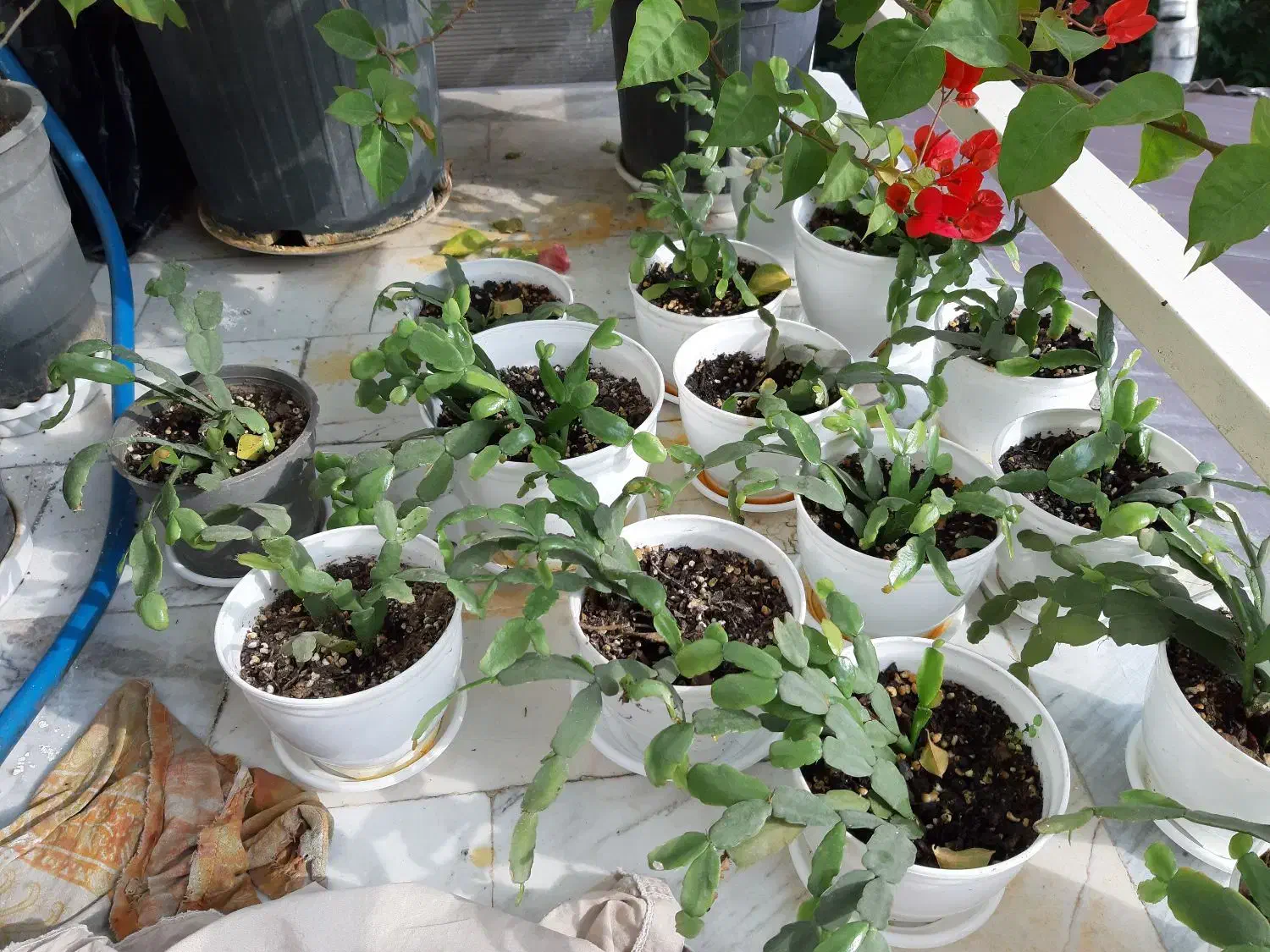 فروش گل های آپارتمانی وبیرونی|گل و گیاه طبیعی|تنکابن, |دیوار