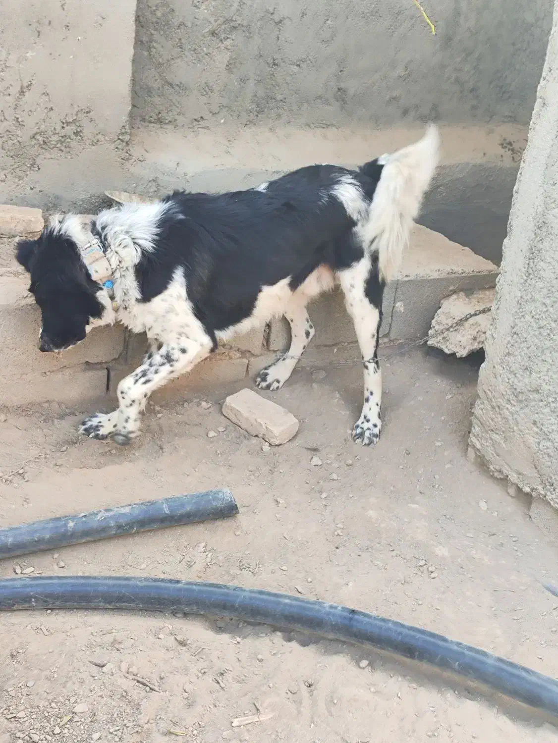 واگذاری سگ نگهبان|سگ|فلاورجان, |دیوار