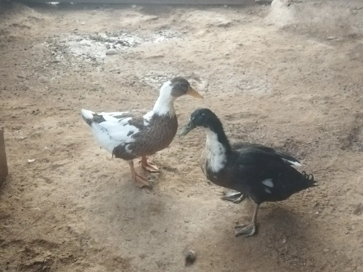 دو اردک یک نر یک ماده      دانه ای 600تومان|پرنده|گتوند, |دیوار