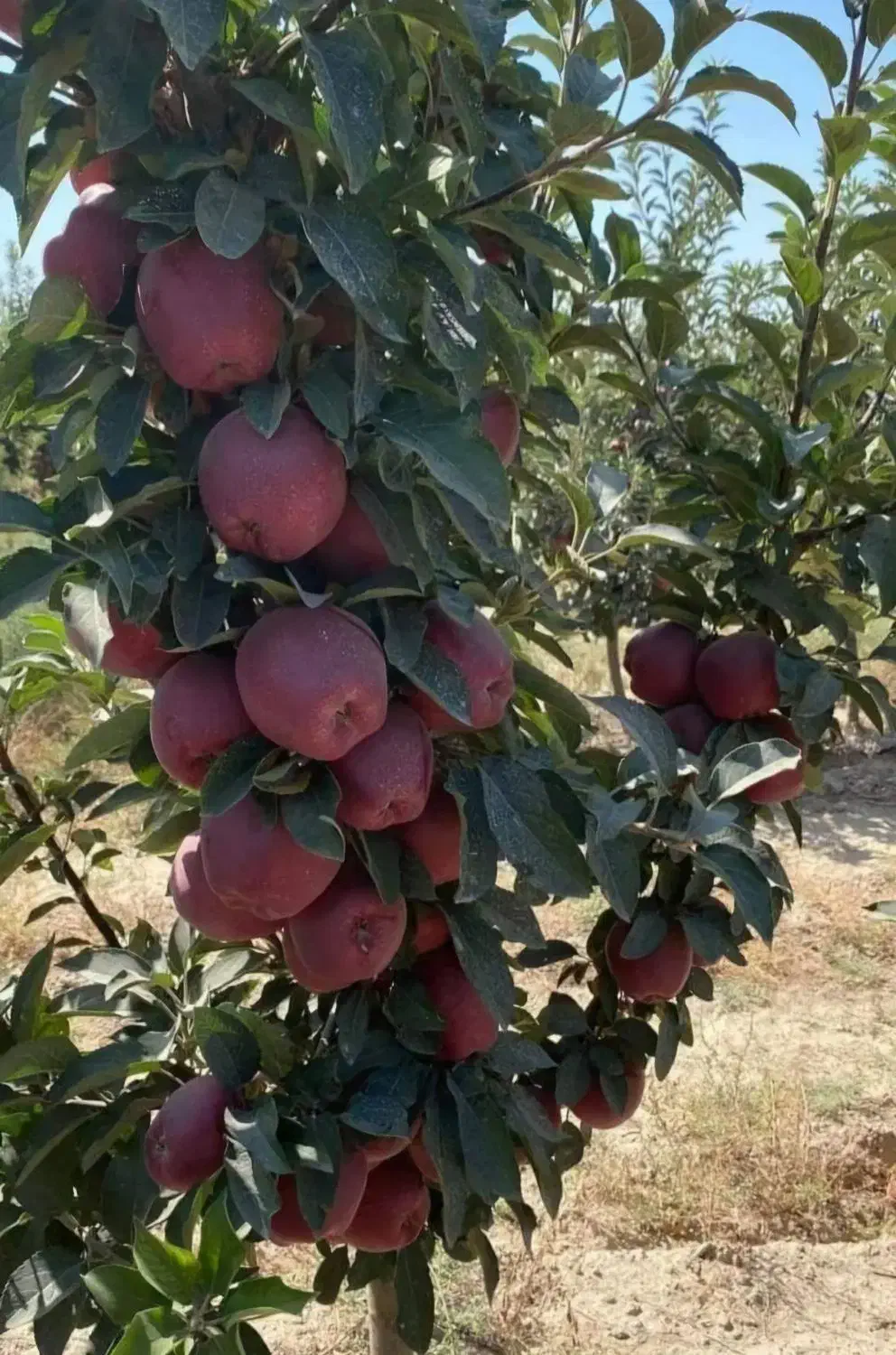 نهالستان پخش انواع نهال صنوبر و بادام و گردو|خدمات باغبانی و درختکاری|خرمآباد, |دیوار