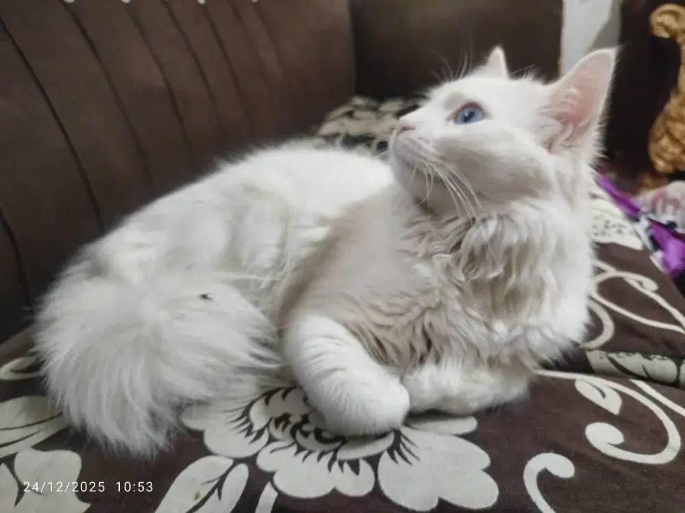 فروش|گربه|مراغه, |دیوار