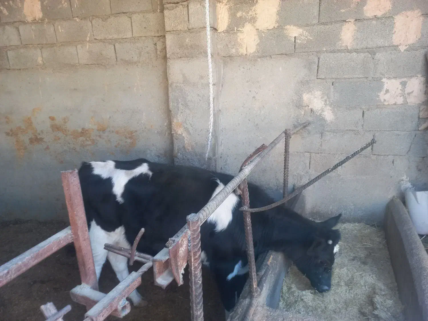 گوساله ماده|حیوانات مزرعه|مشهد, کلاکوب|دیوار