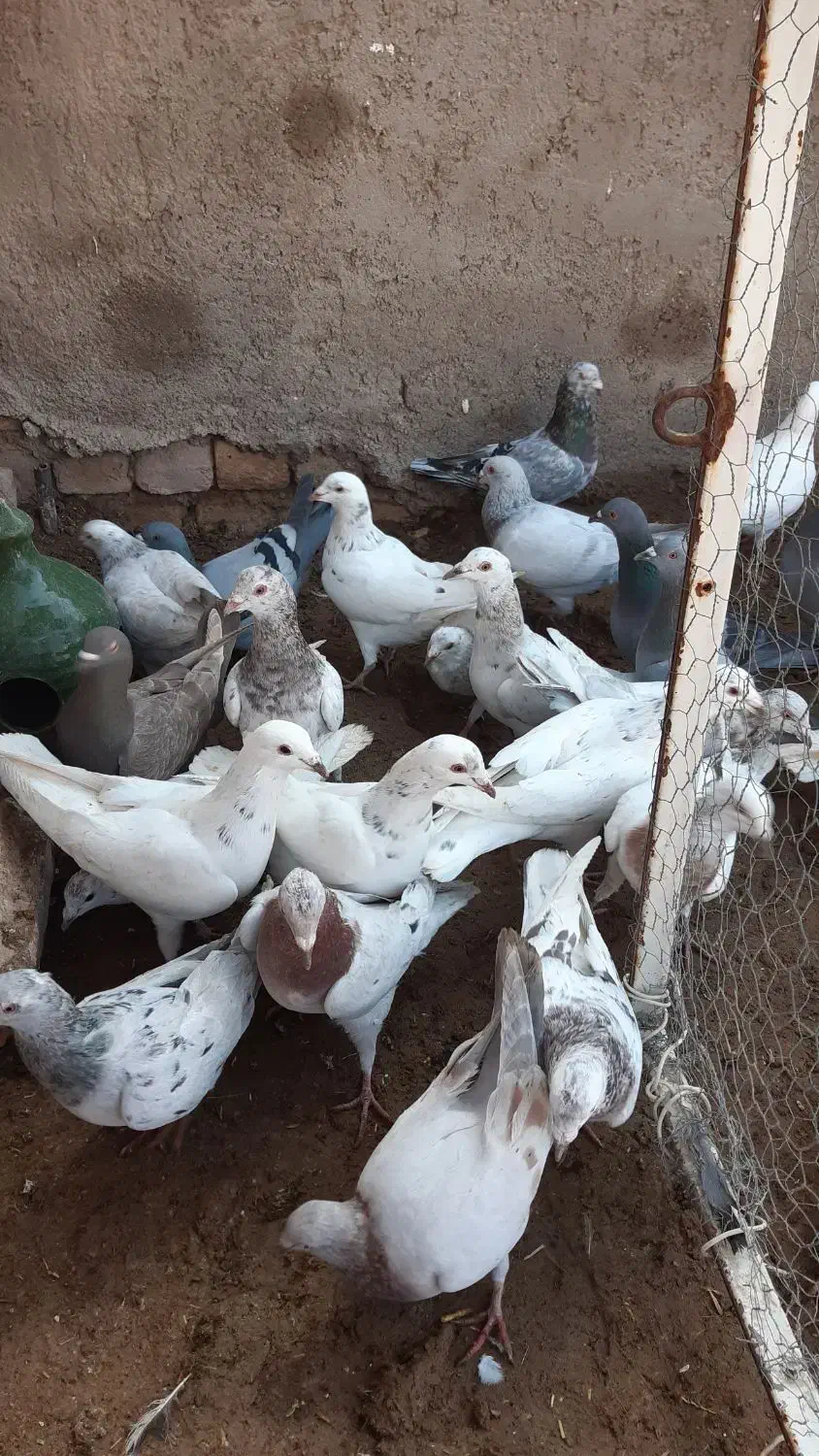 کفتر هفترنگ.|پرنده|دشتابی, |دیوار