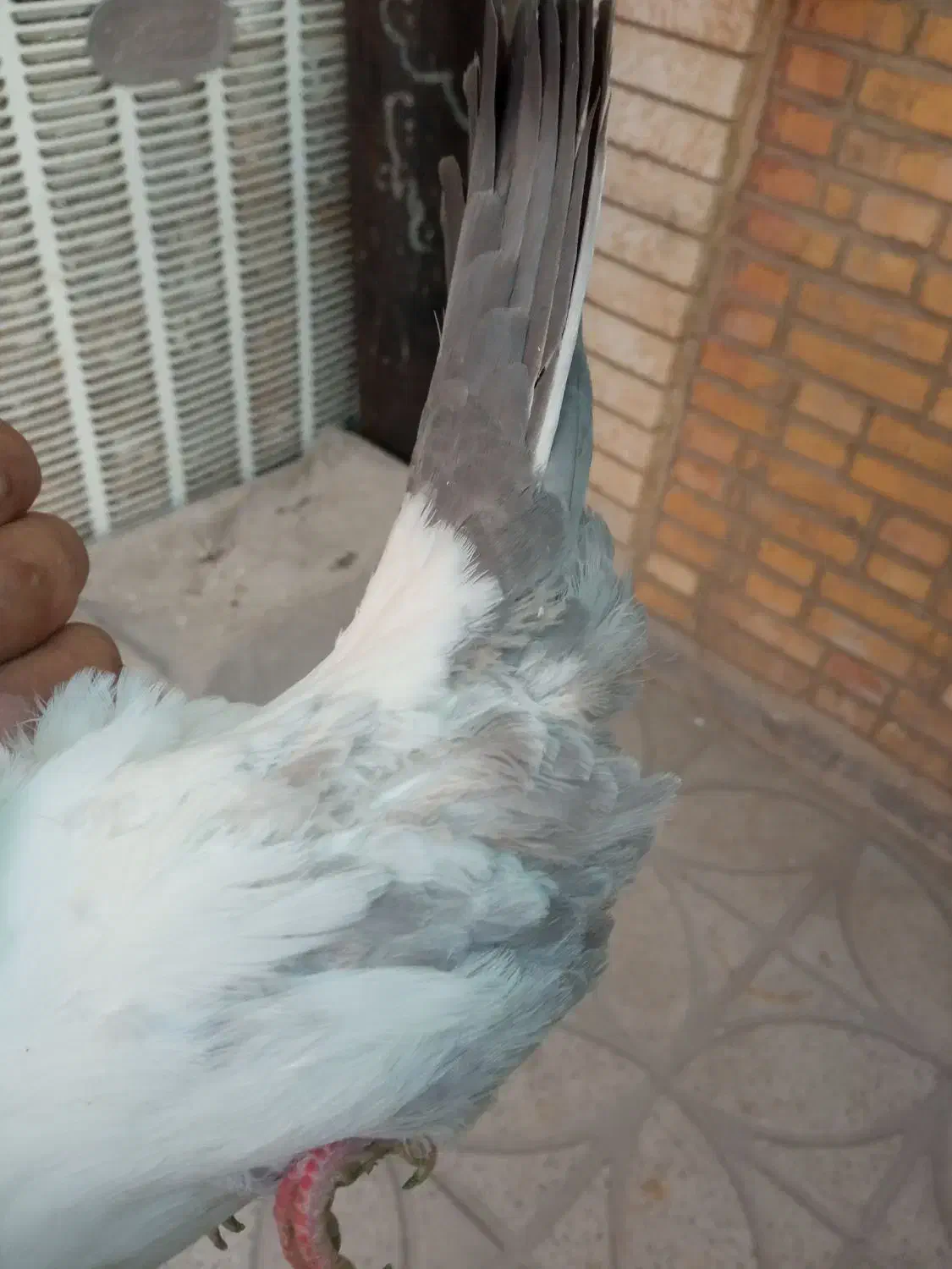 فروش کفتر|پرنده|شیراز, تندگویان|دیوار