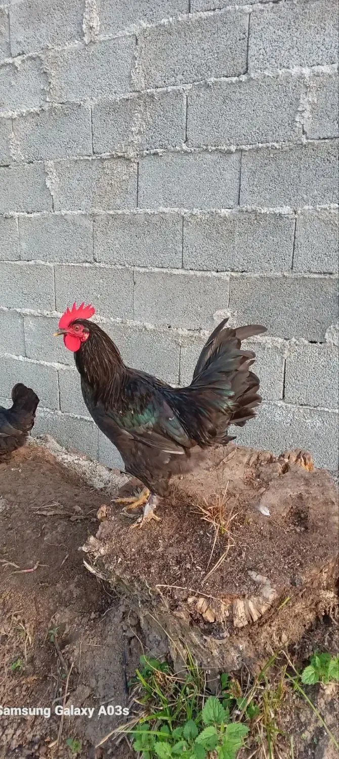 خروس زینتی|حیوانات مزرعه|رشت, پیرکلاچای|دیوار