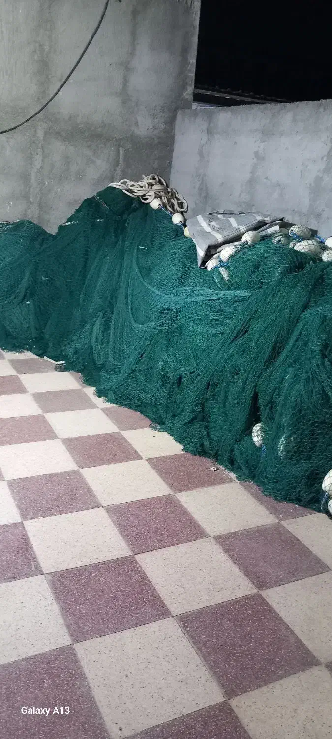 لیح پیاله ای یا محاصره|ماهیگیری|بندرعباس, |دیوار