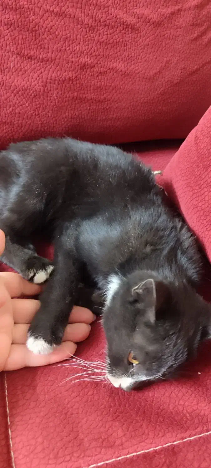 بچه گربه ماده|حیوانات|اصفهان, وحید|دیوار