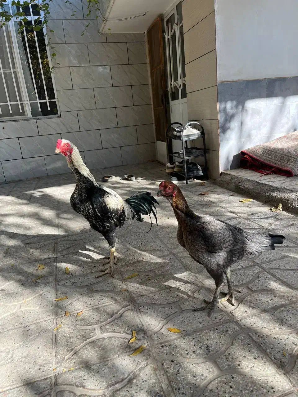 یک جفت عطیقه فروشی|پرنده|تربت جام, شهید غلام زاده|دیوار