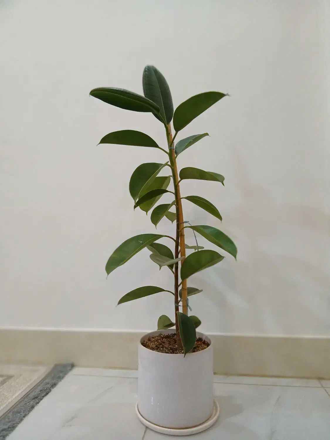 درخت خانگی|گل و گیاه طبیعی|خواف, |دیوار