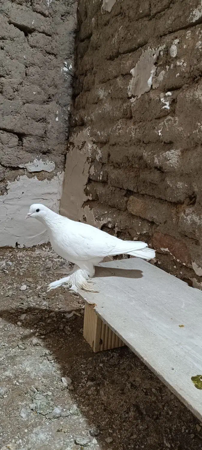 ماده پاپر|پرنده|کبودرآهنگ, |دیوار