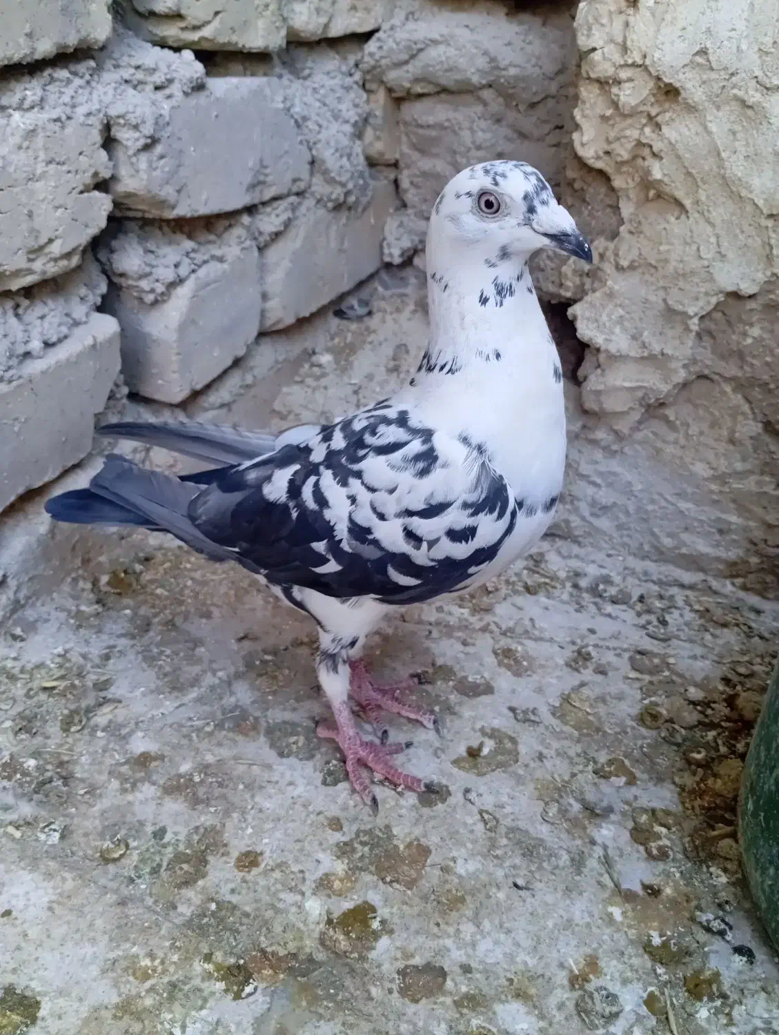 ماده سیاه|پرنده|داراب, |دیوار