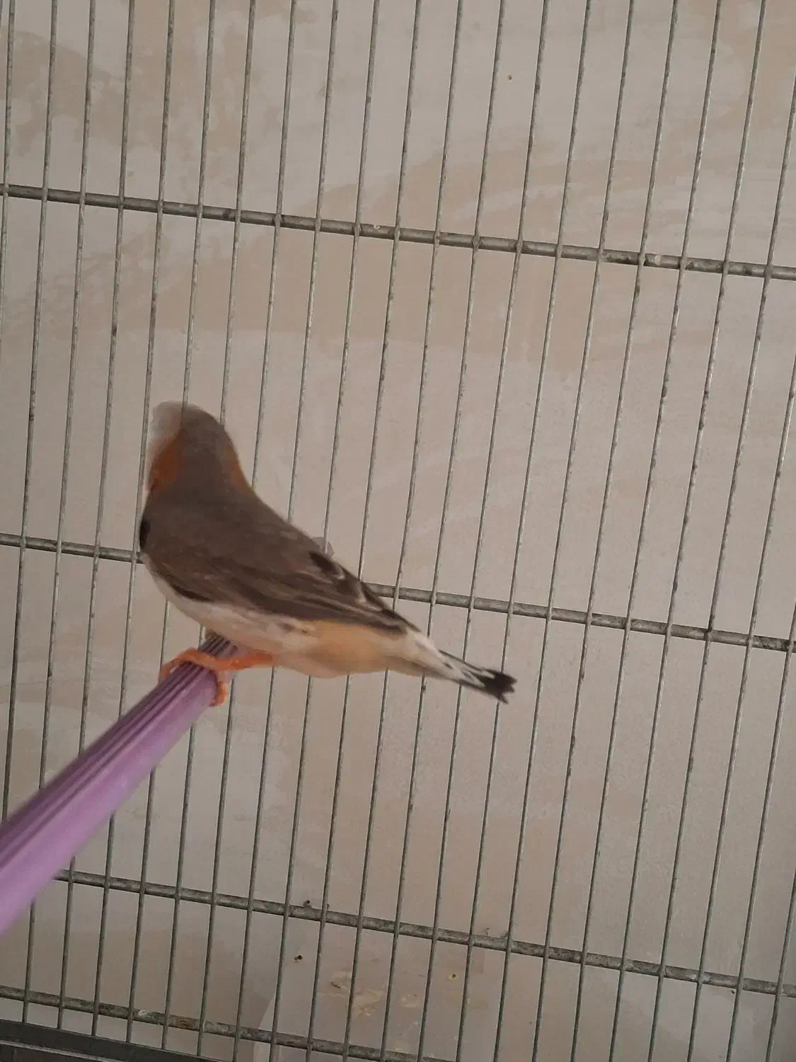 فنچ نرگسی شکلاتی/کینگ/عروس هلندی|پرنده|بهار, |دیوار