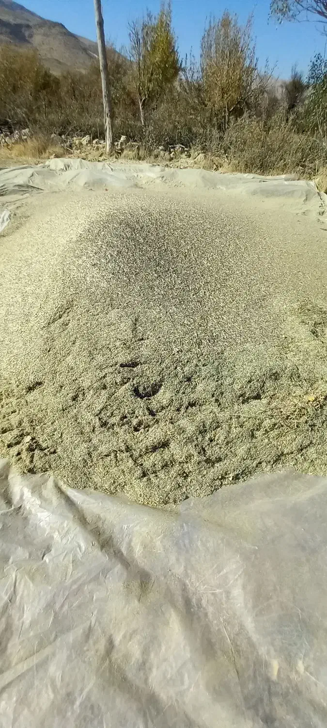 فروش کاه یونجه.چین دوم|لوازم جانبی حیوانات|یاسوج, |دیوار