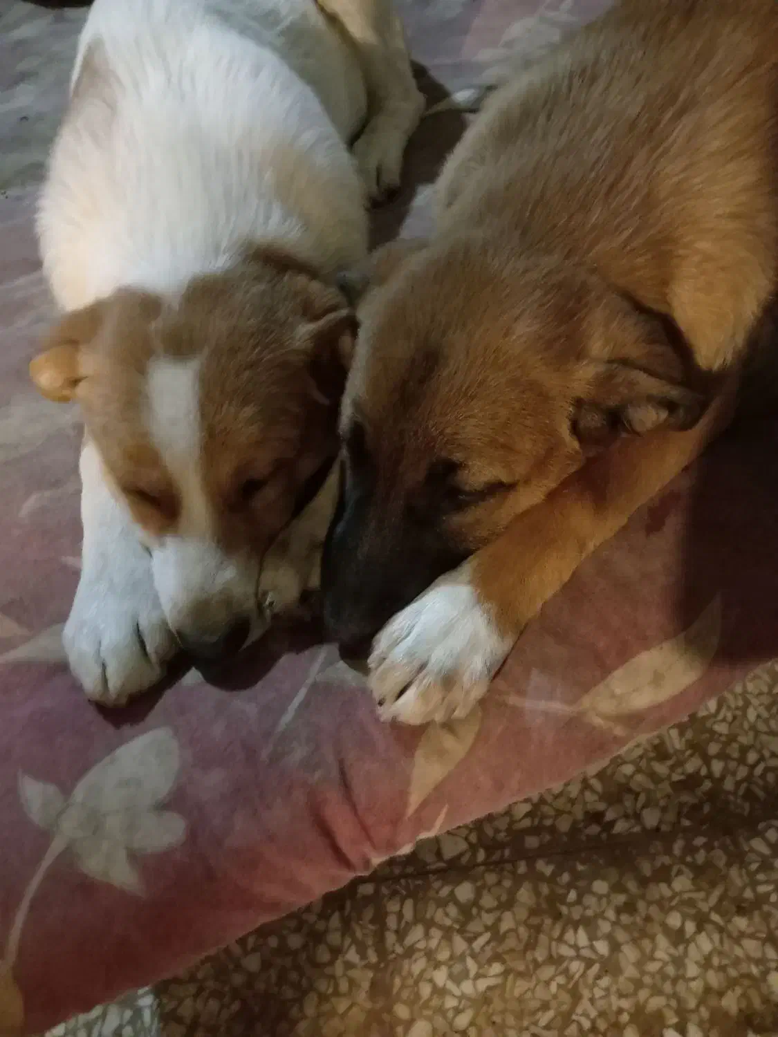 واگذاری چندتا توله سگ|سگ|شاهدشهر, |دیوار