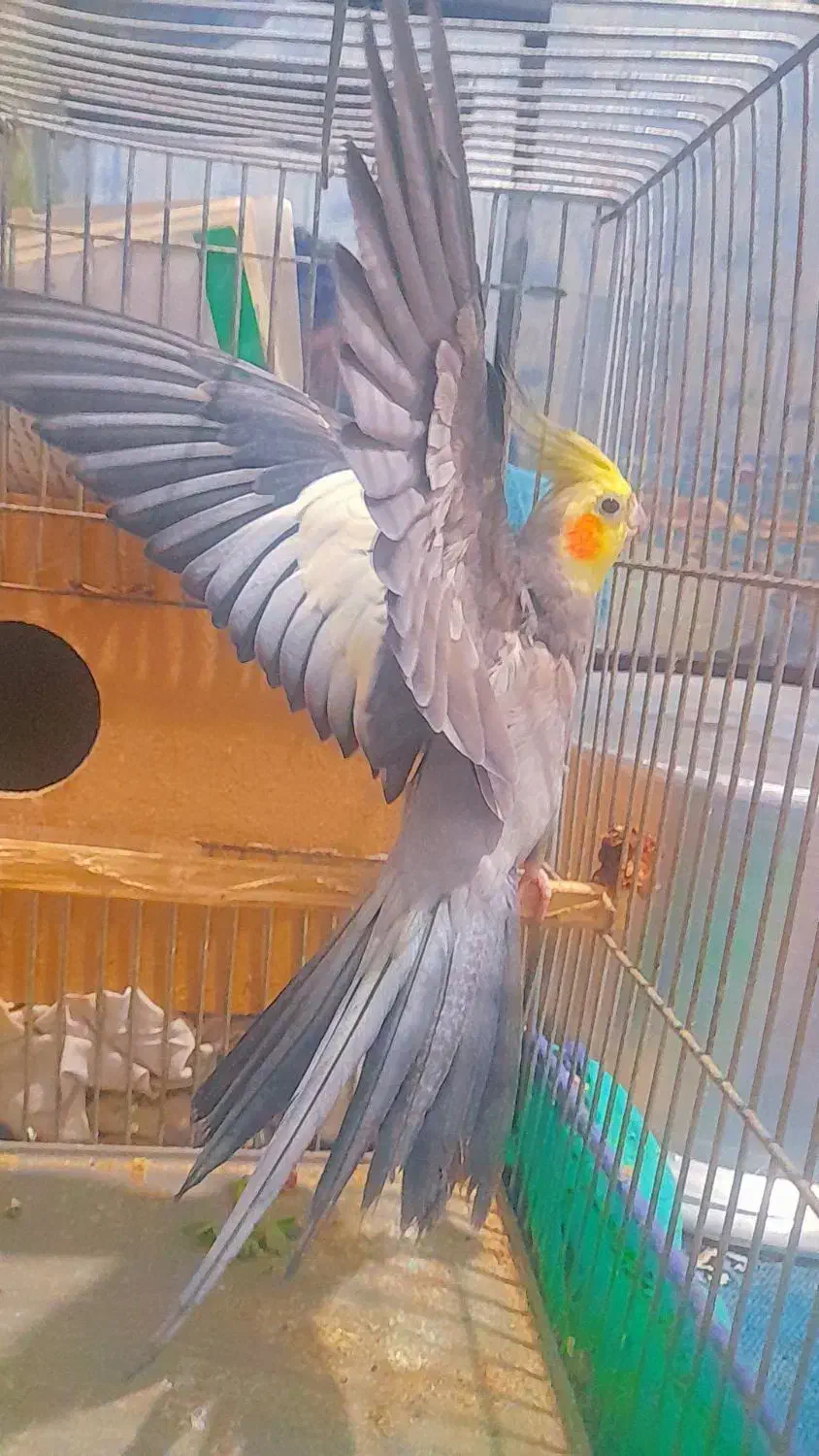 جفت عروس هلندی سالم|پرنده|اهواز, منازل کارون|دیوار