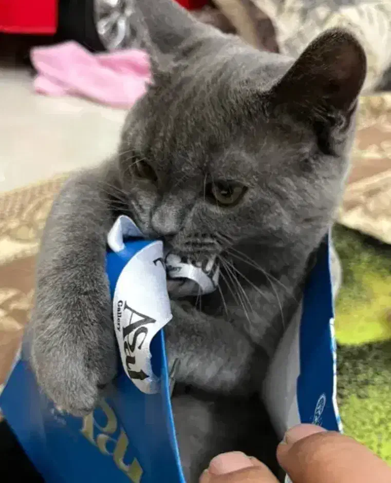 گربه اسکاتیش بلو|گربه|گرگان, |دیوار