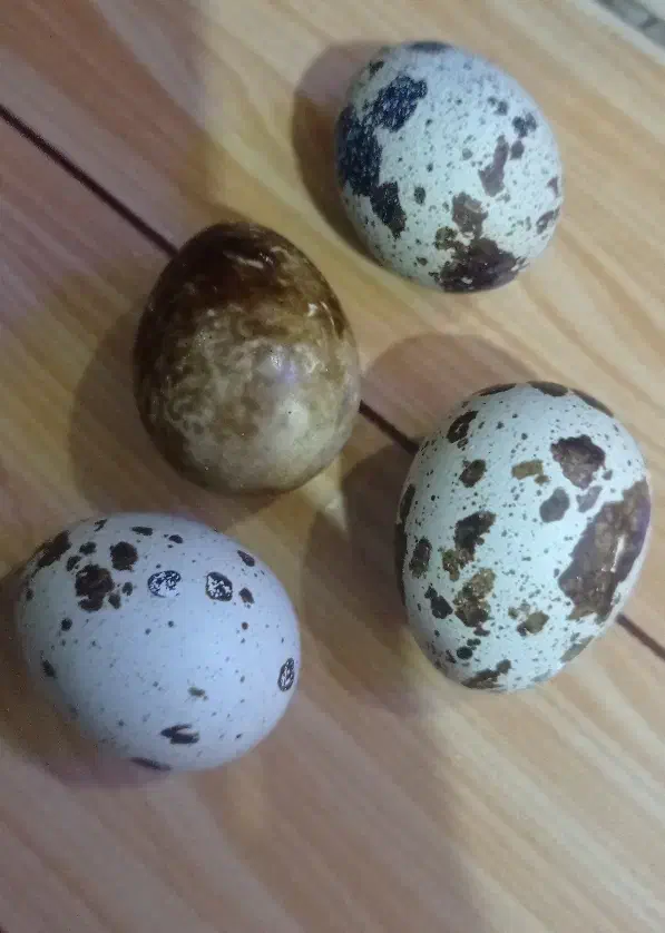 تخم بلدرچین تازه ارگانیک|حیوانات مزرعه|مرودشت, رامجرد یک|دیوار