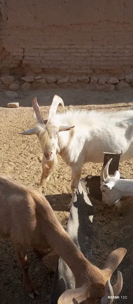 نر سانن اصل و کهره سانن|حیوانات مزرعه|یزد, |دیوار