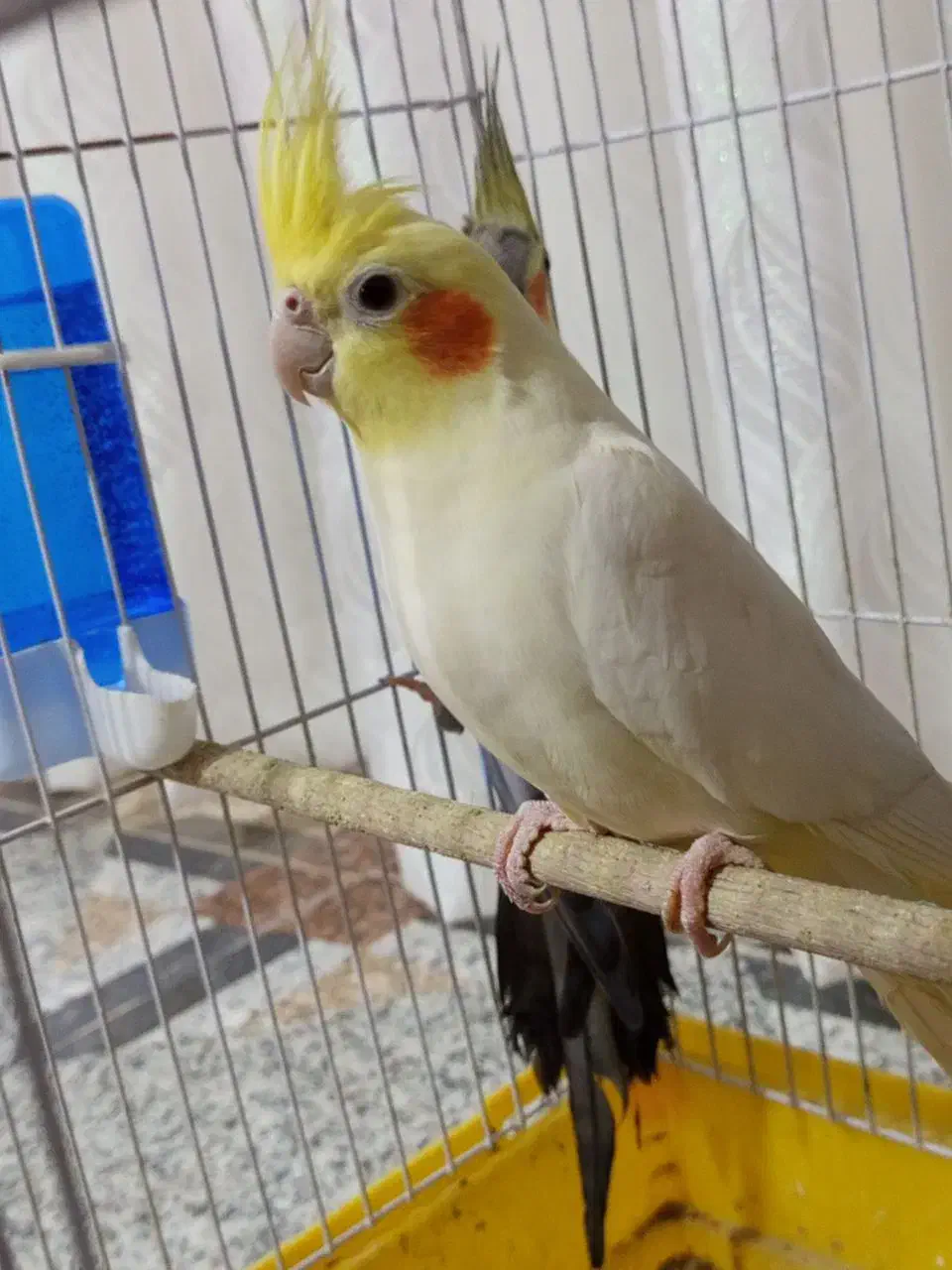 عروس هلندی نر|پرنده|زابل, |دیوار